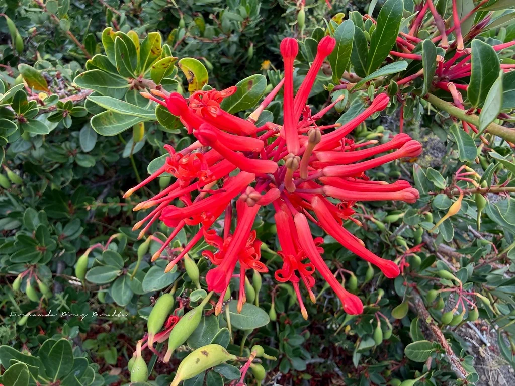 Embothrium Coccineum