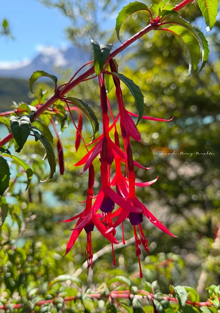 Fuchsia Magellanica