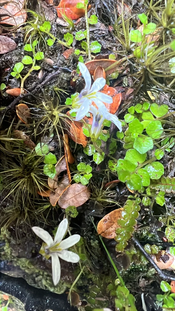 Pratia Angulata