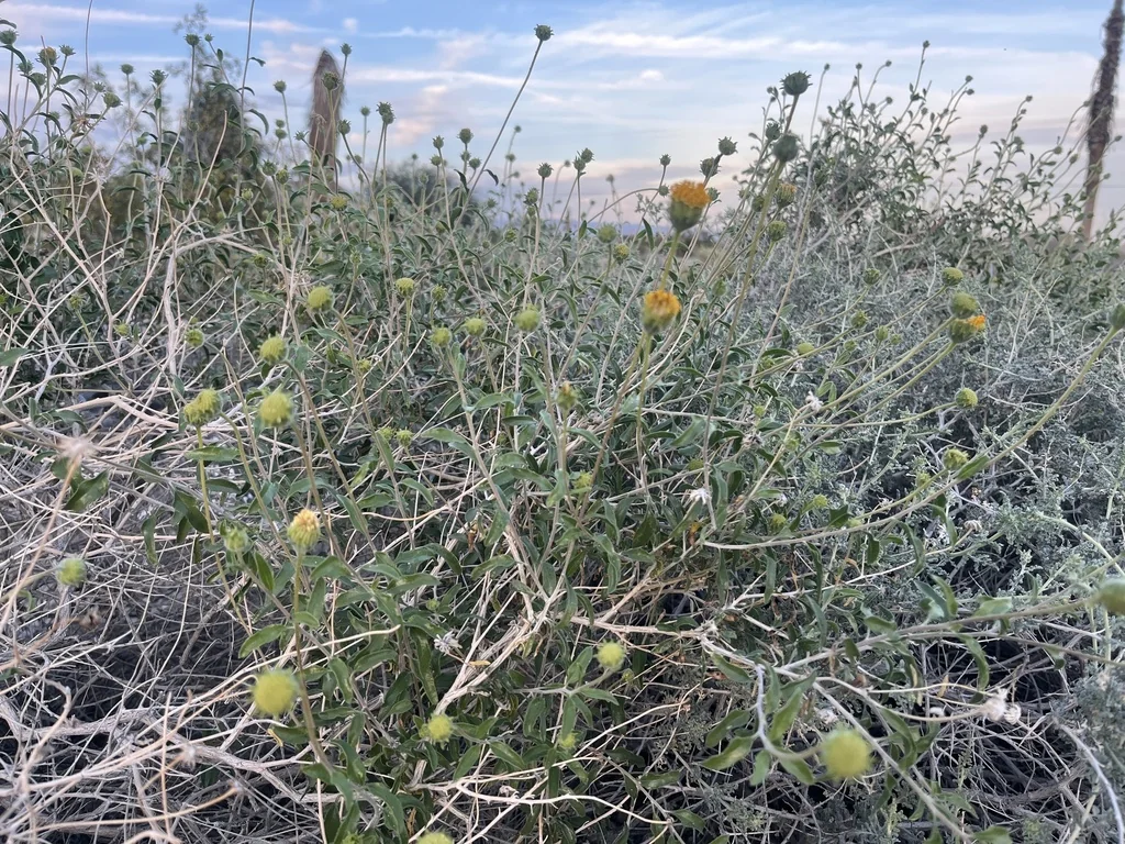 Encelia Frutescens