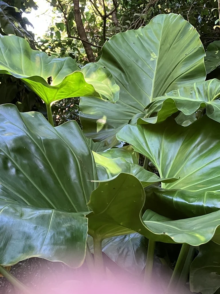 Philodendron Giganteum