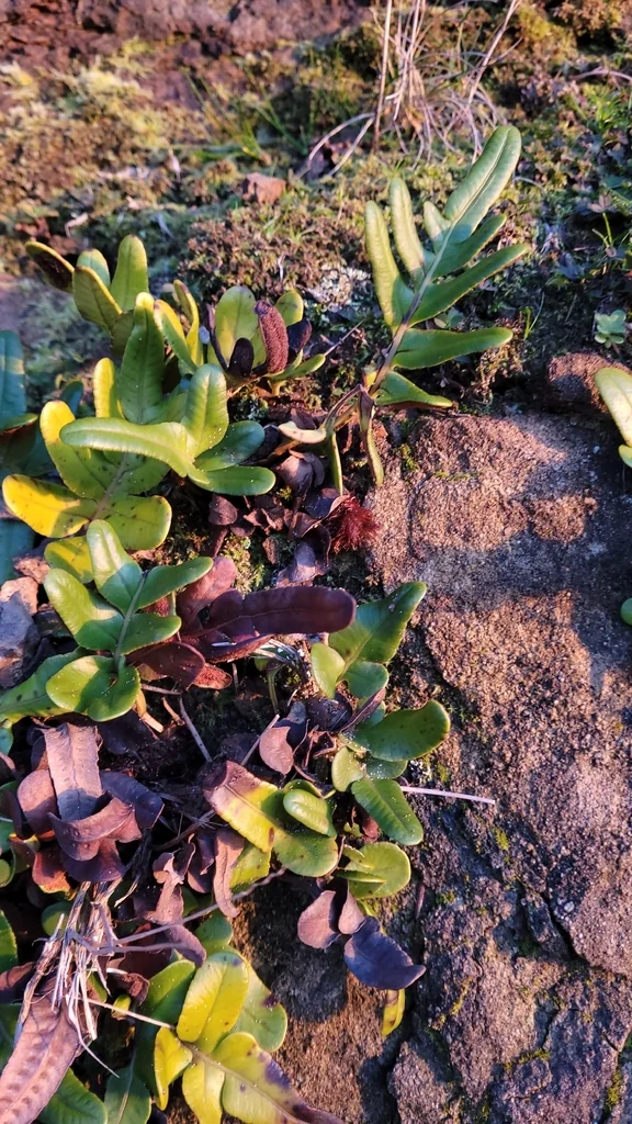 Polypodium Scouleri