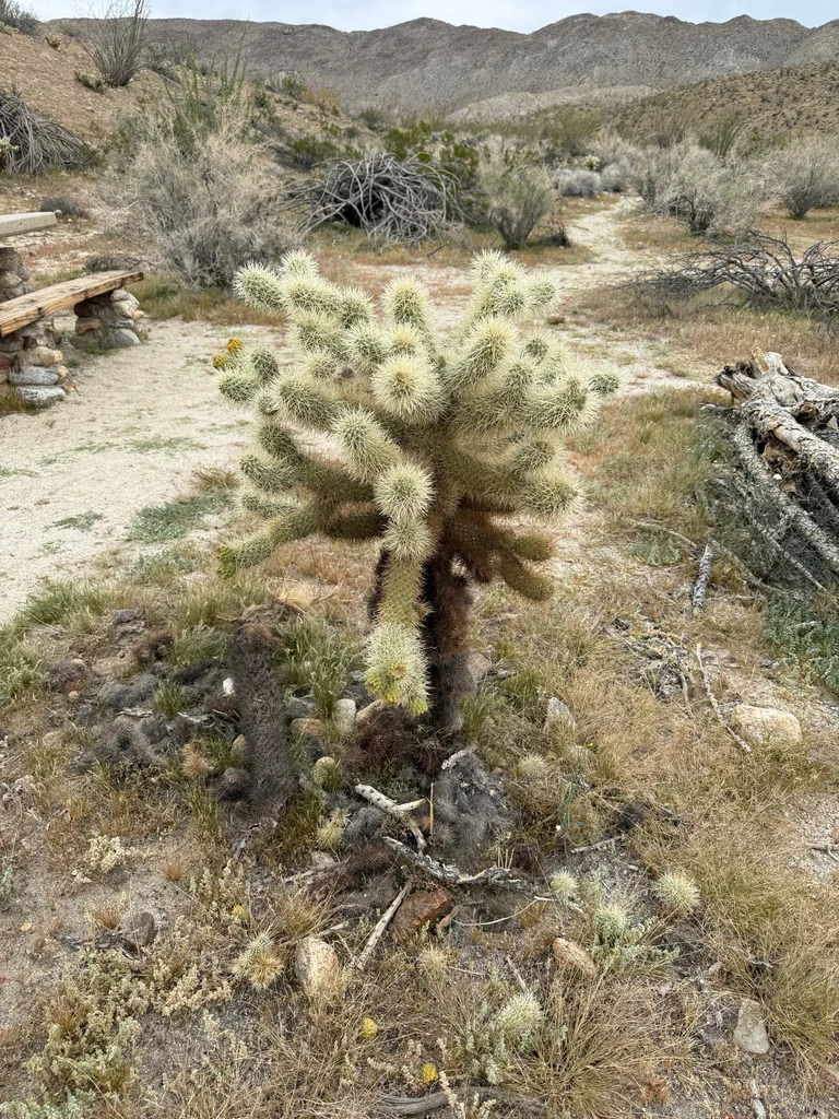 Cylindropuntia Bigelovii