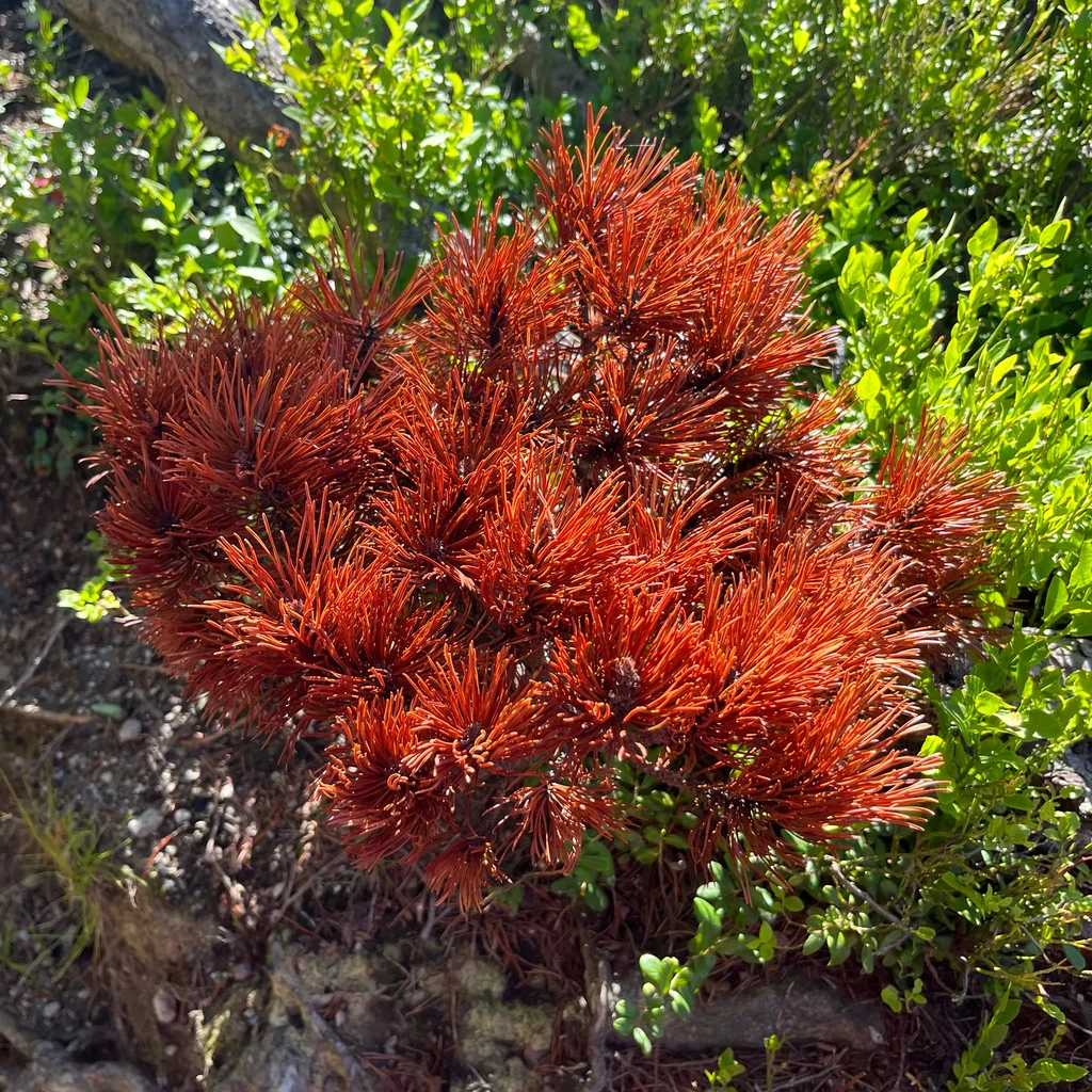 Pinus Mugo Mugo