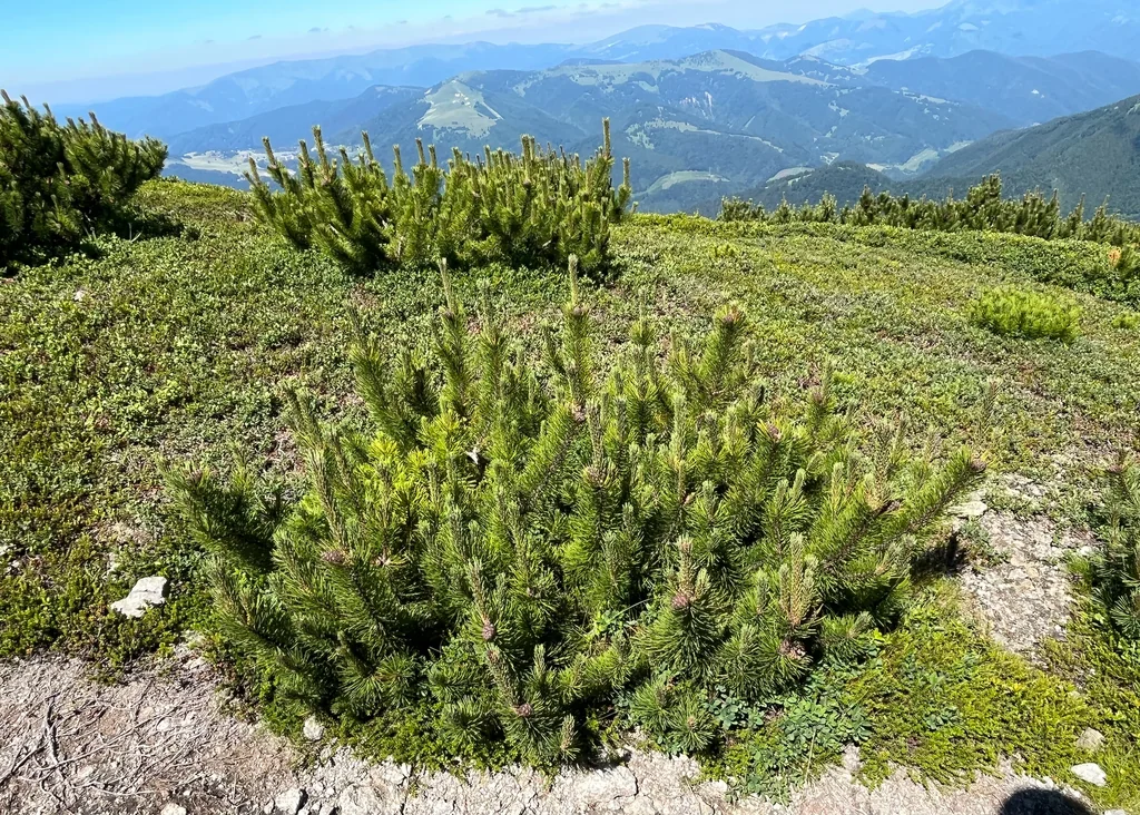 Pinus Mugo Mugo