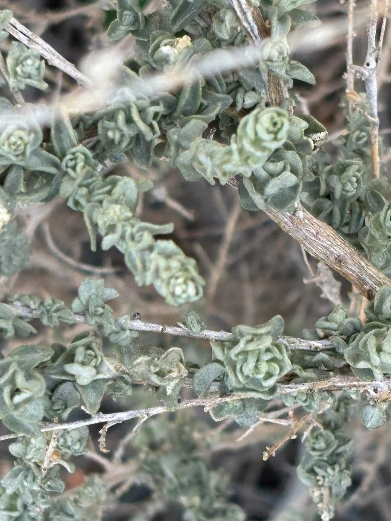 Atriplex Polycarpa