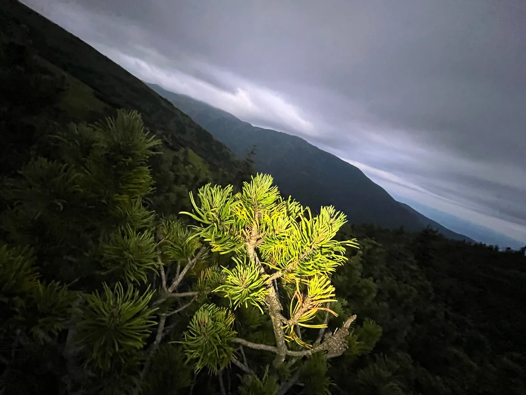 Pinus Mugo Mugo