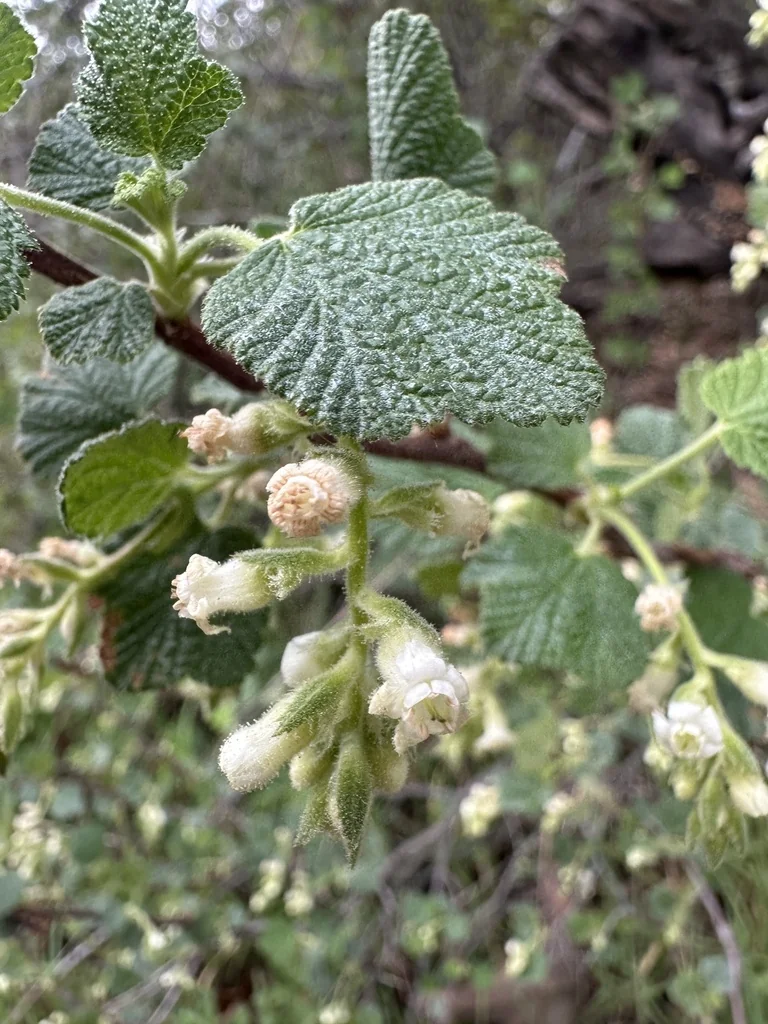 Ribes Indecorum