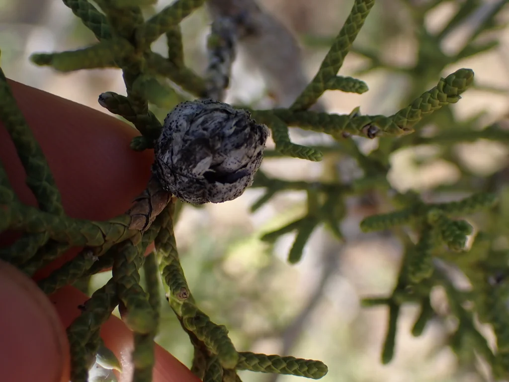 Juniperus Californica