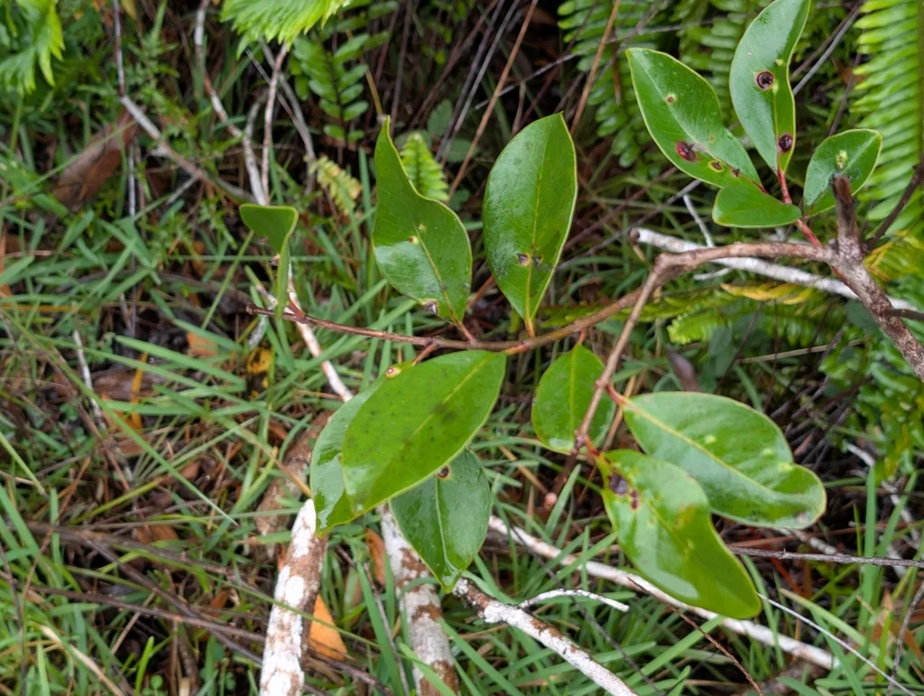 Psidium Cattleianum
