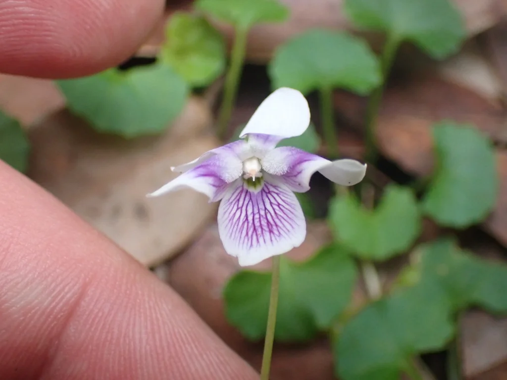 Viola hederacea