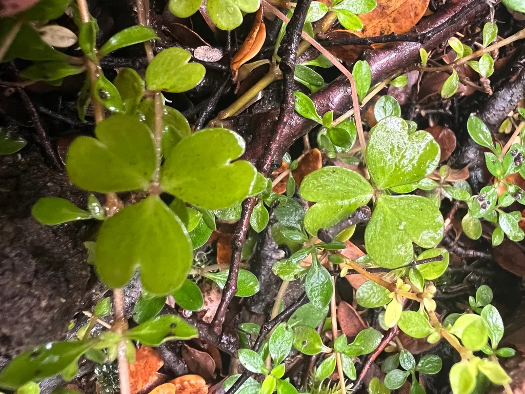 Oxalis Magellanica
