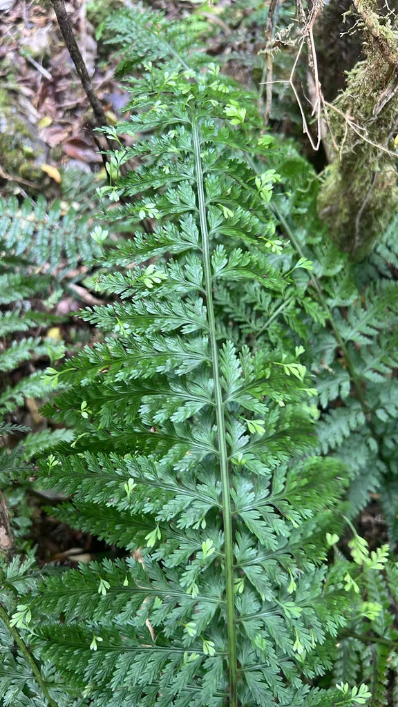 Asplenium Bulbiferum
