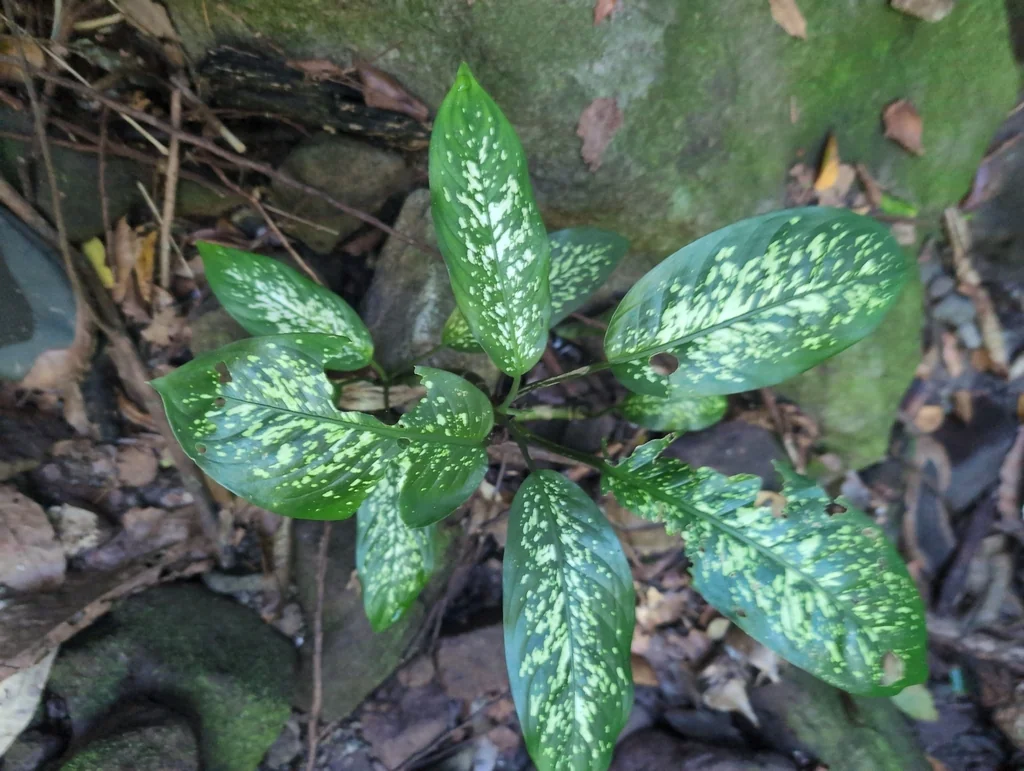 Dieffenbachia Maculata