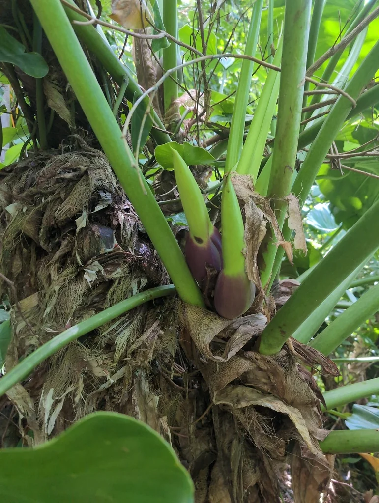 Philodendron Giganteum