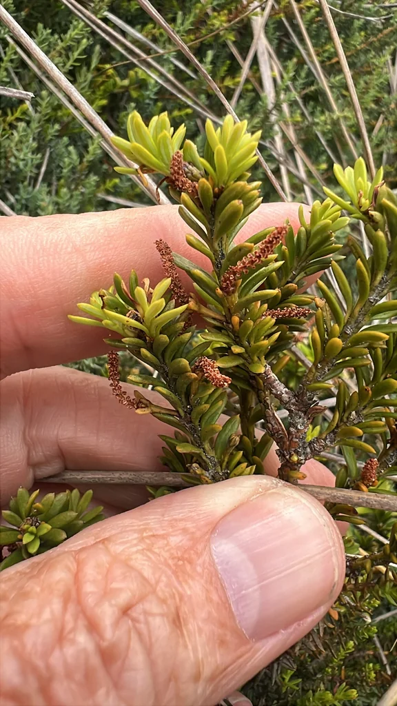 Podocarpus Nivalis