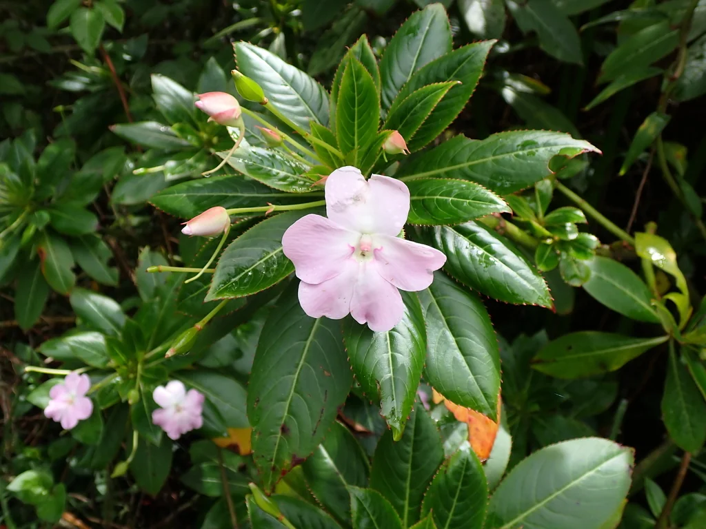 Impatiens Sodenii