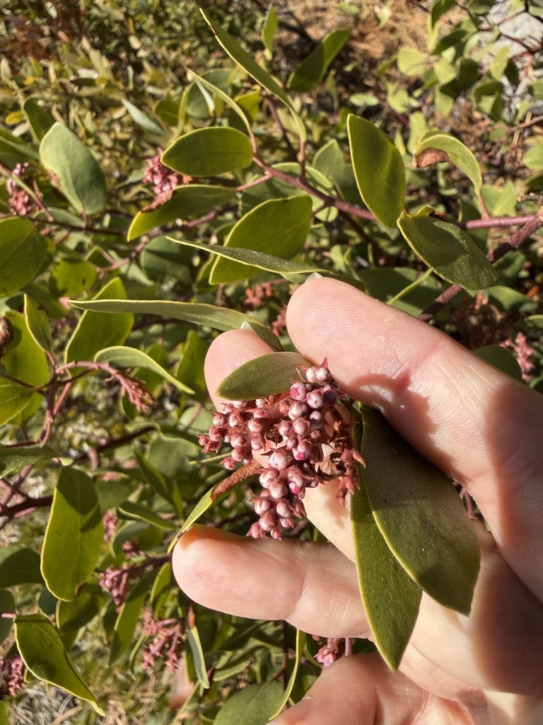 Arctostaphylos Patula