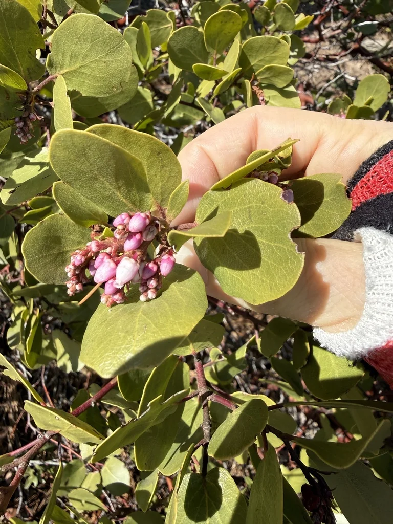 Arctostaphylos Patula