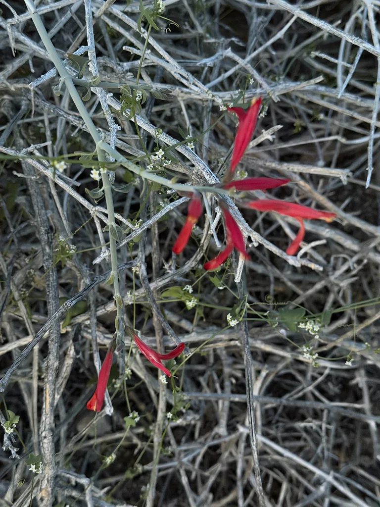 Justicia Californica