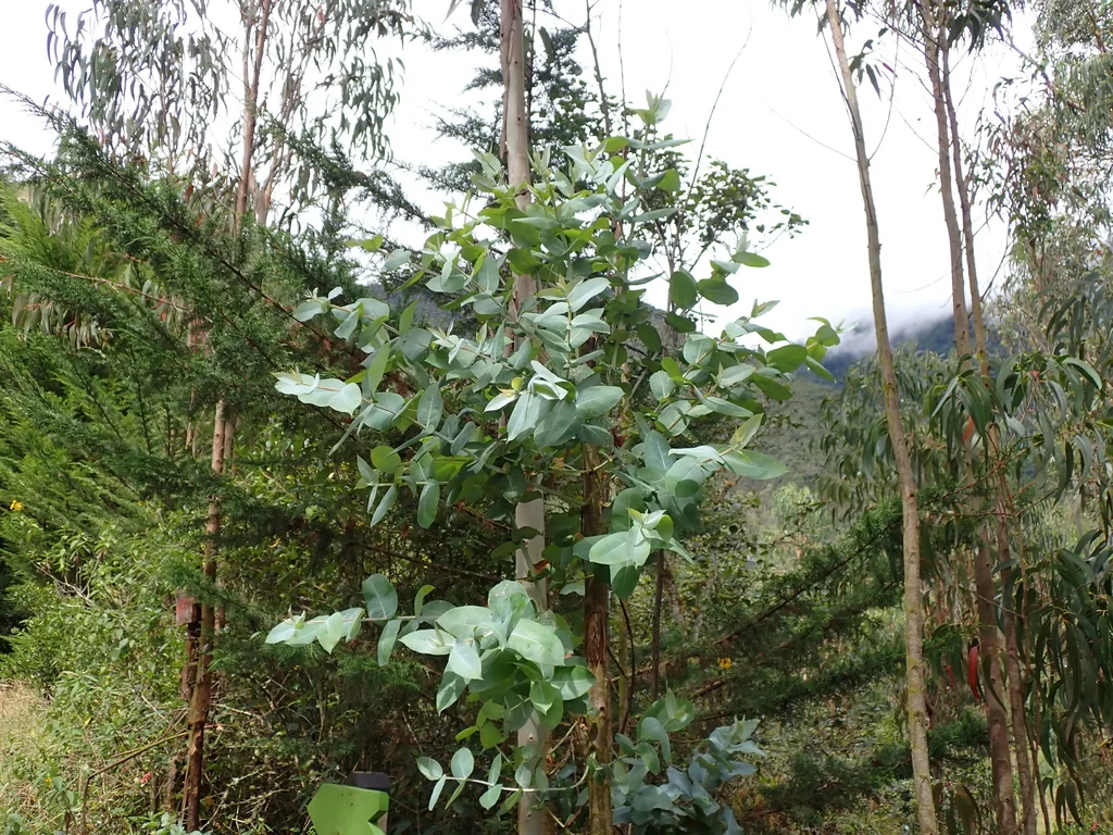 Eucalyptus Globulus