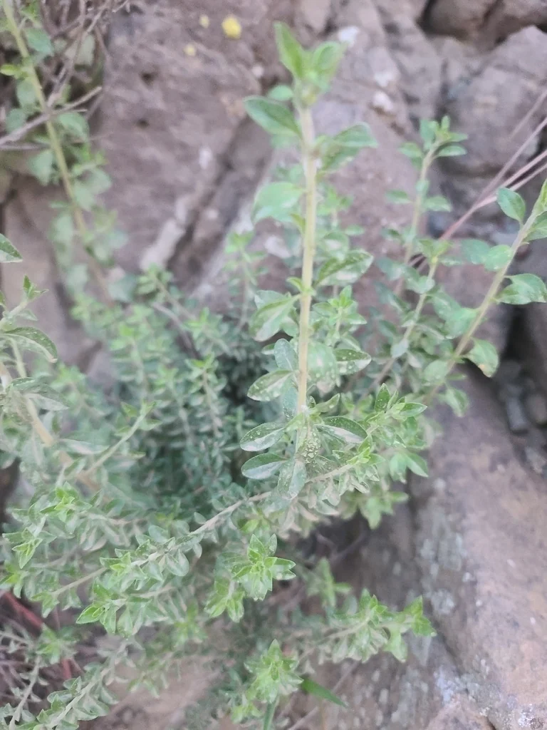 Keckiella Antirrhinoides