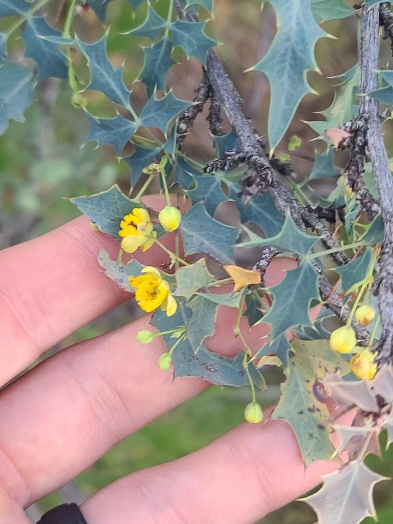 Berberis Haematocarpa