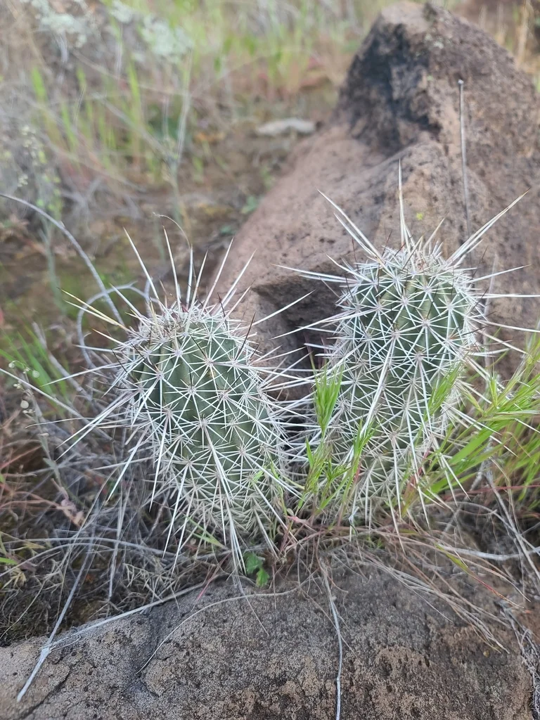 Echinocereus Fasciculatus