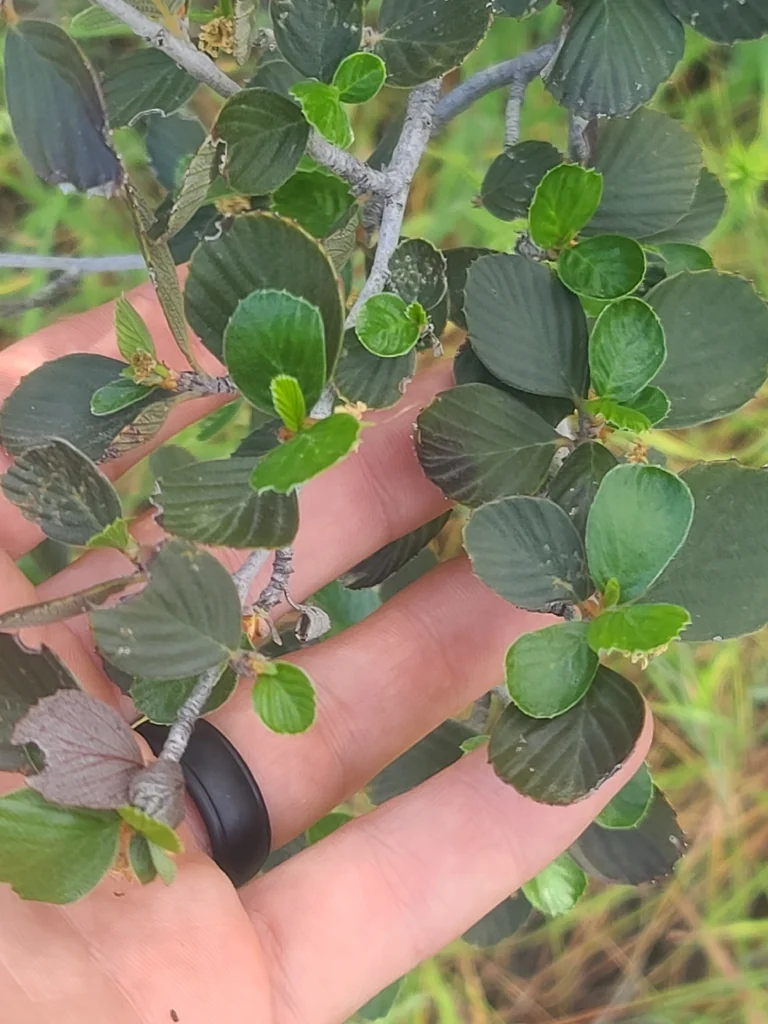 Cercocarpus Betuloides
