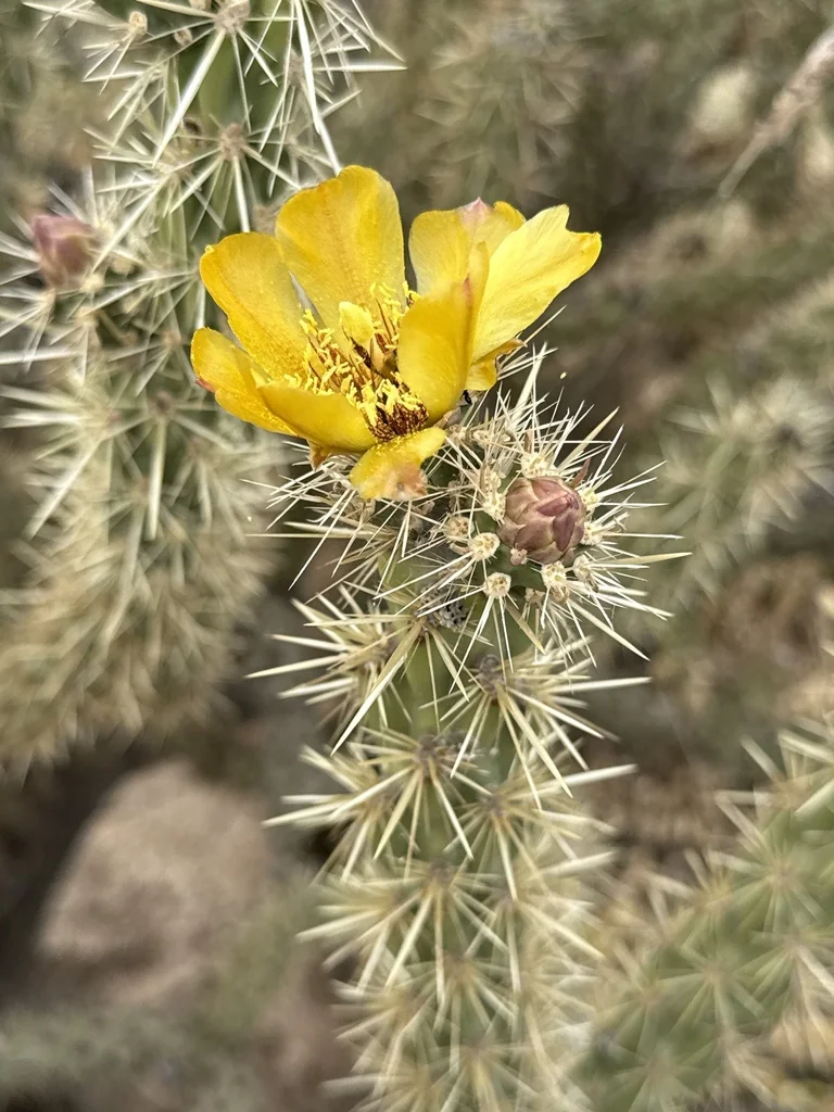 Cylindropuntia Acanthocarpa