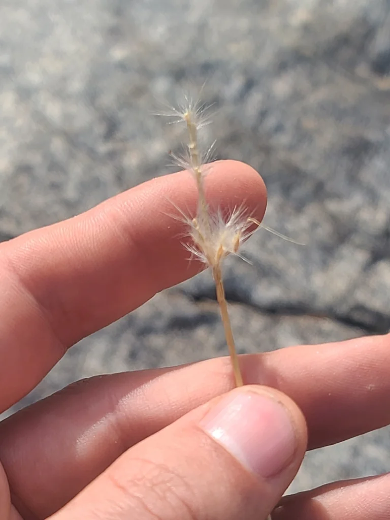 Bothriochloa Barbinodis