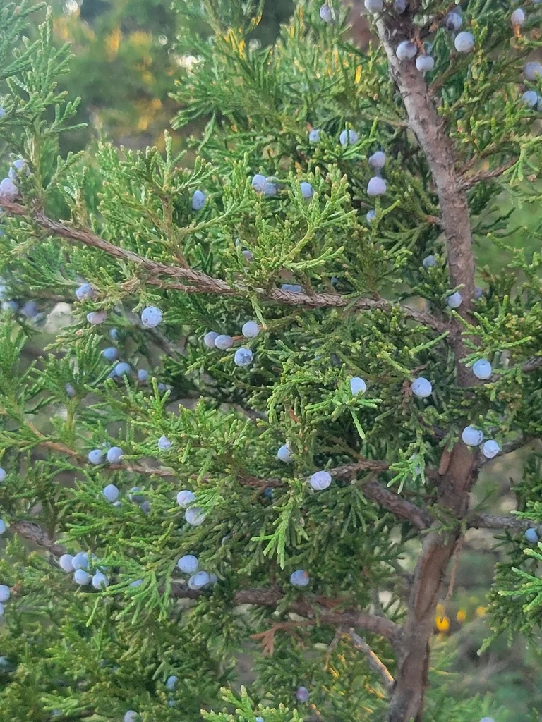 Juniperus Ashei