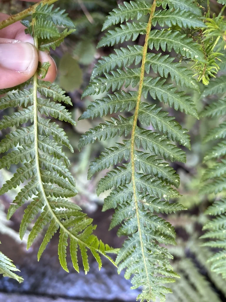 Cyathea cooperi