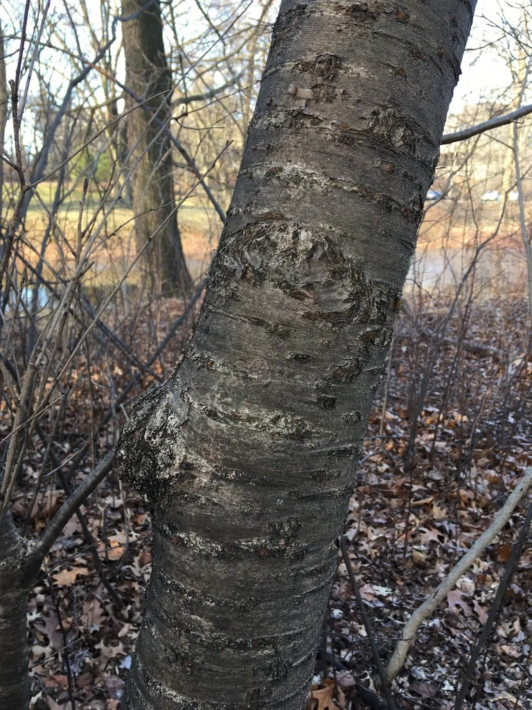 Prunus X Yedoensis