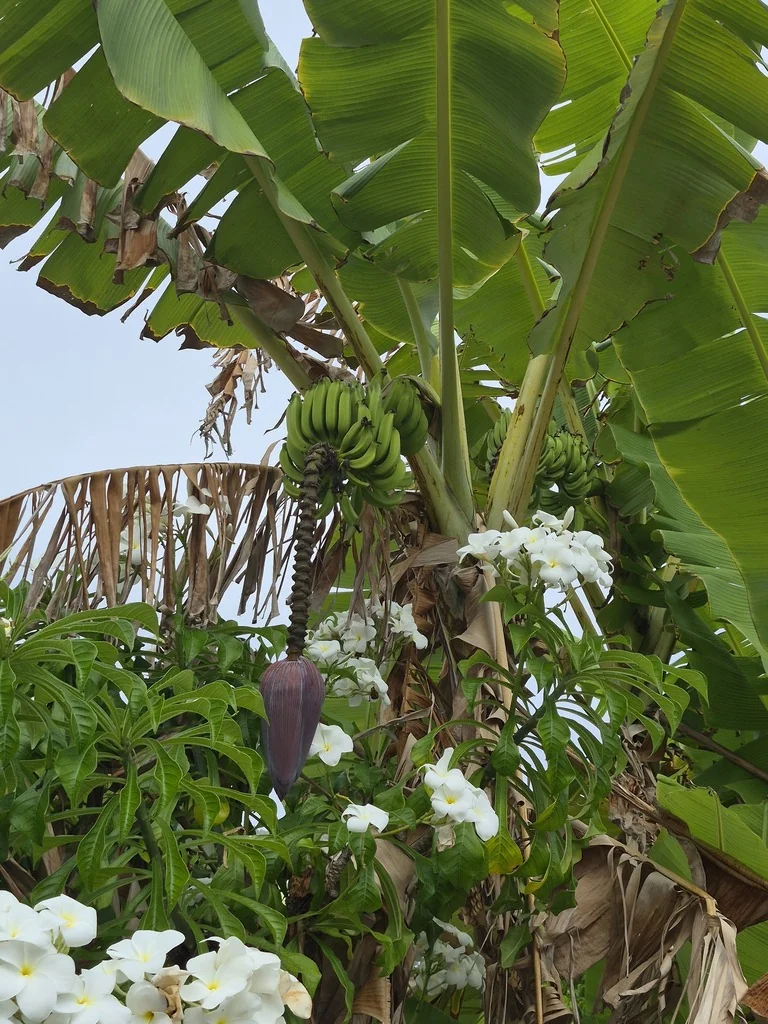 Musa X Paradisiaca