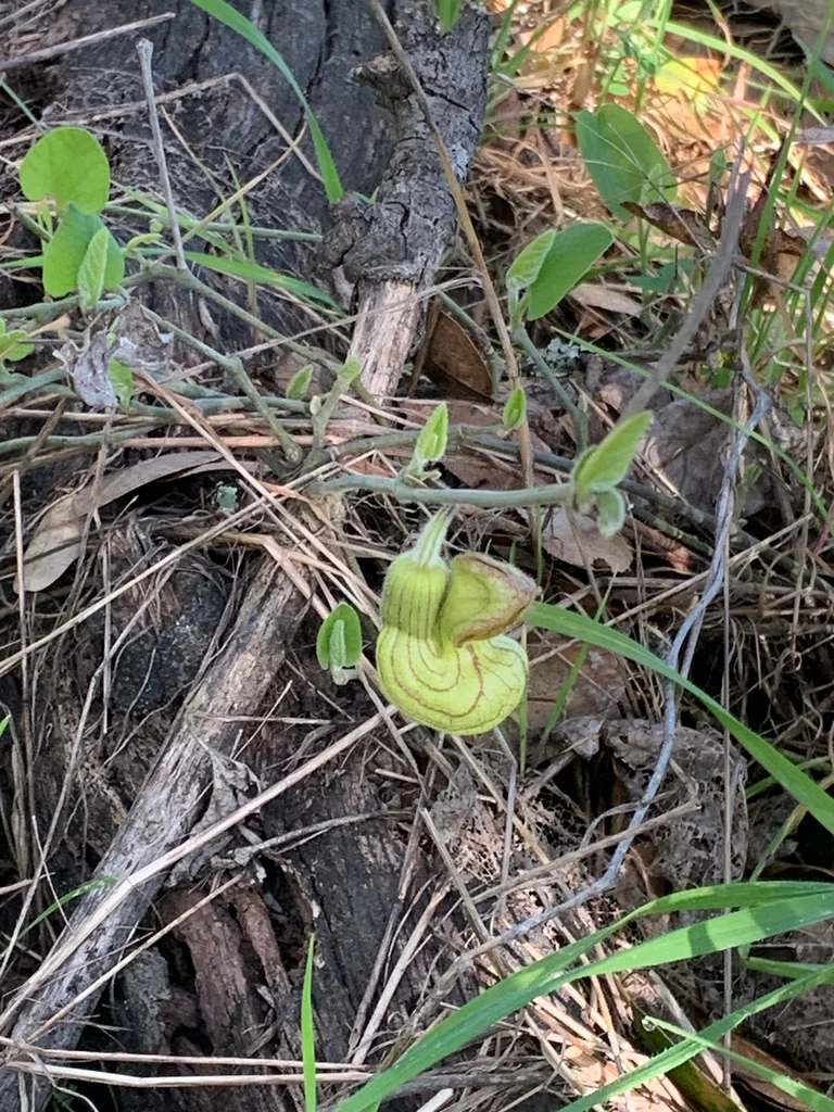Aristolochia Californica