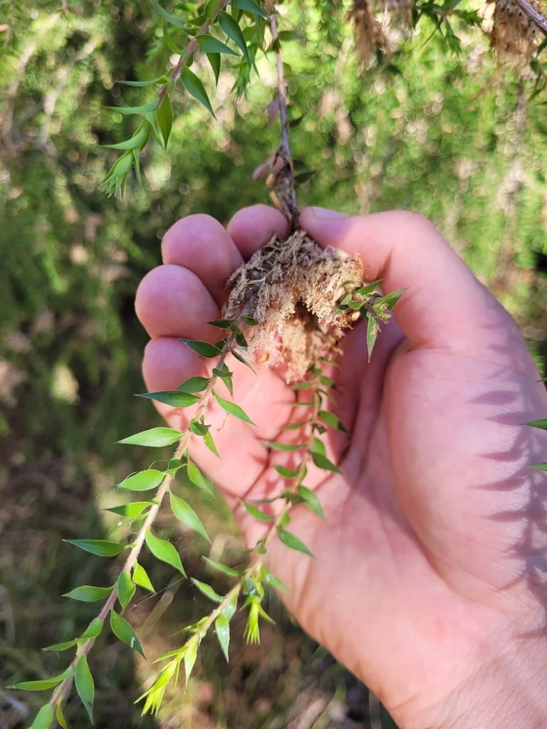 Melaleuca Styphelioides