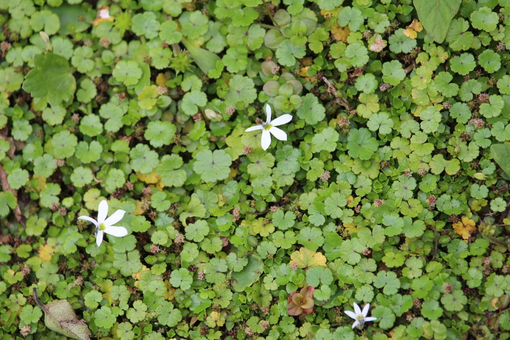 Pratia Angulata