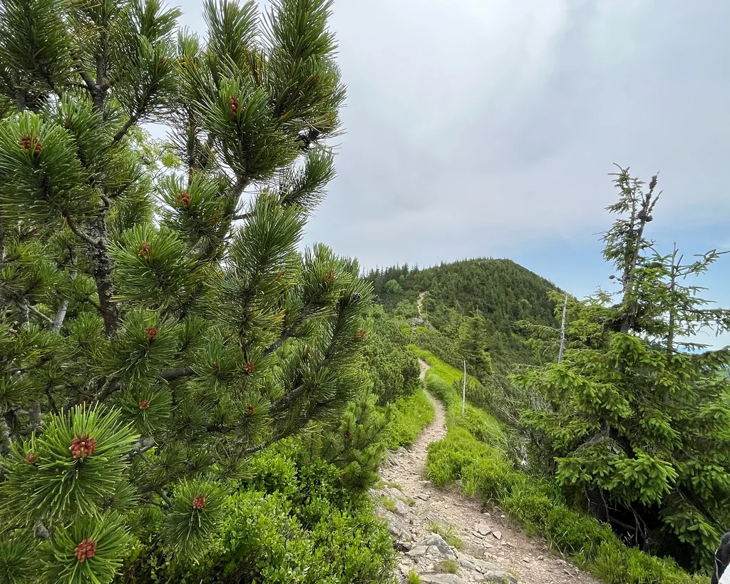 Pinus Mugo Mugo