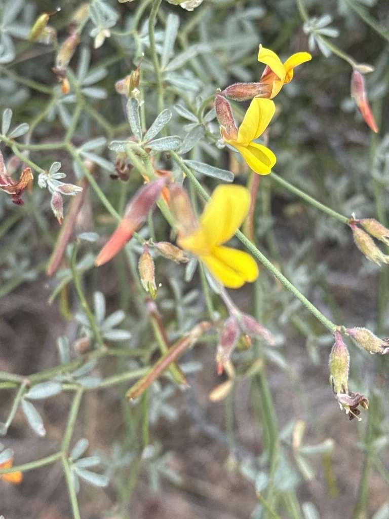 Lotus Rigidus