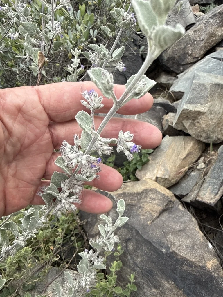 Hyptis Emoryi