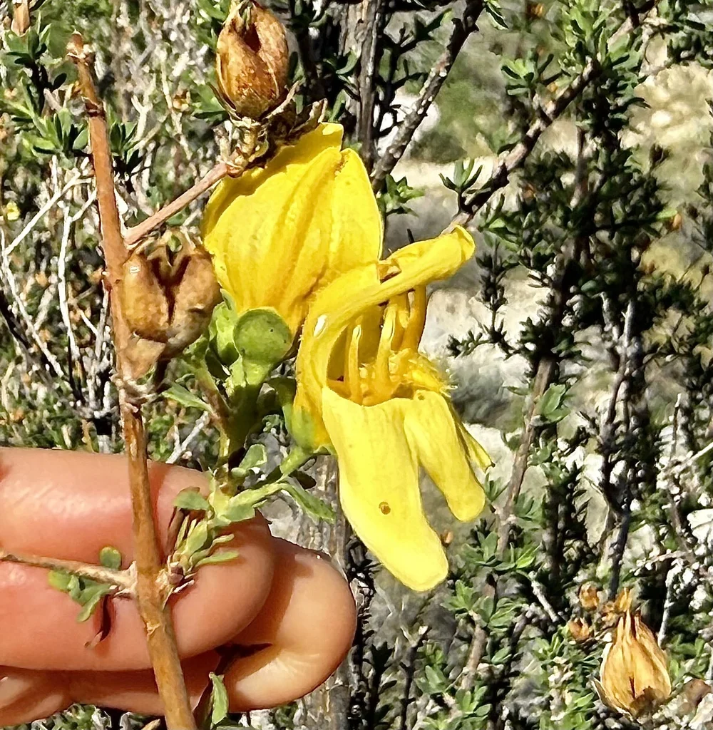 Keckiella Antirrhinoides