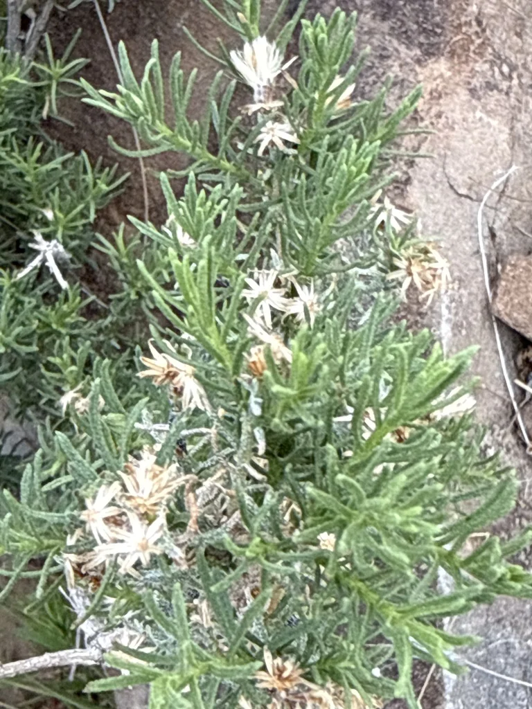 Ericameria Laricifolia