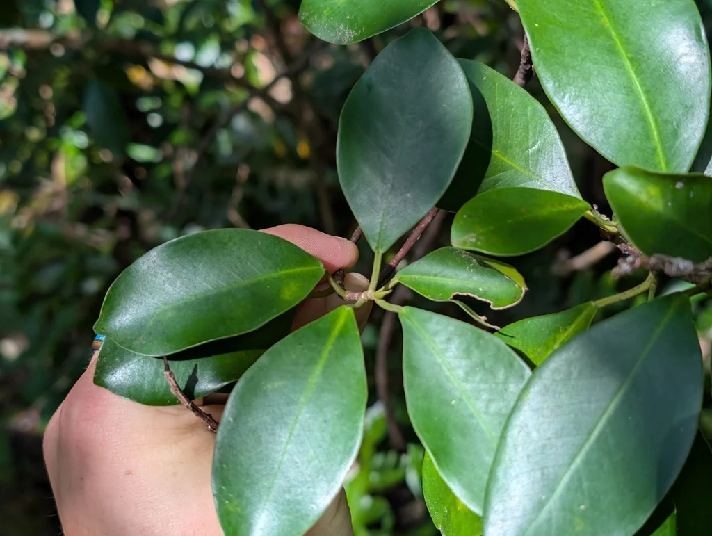 Ficus microcarpa