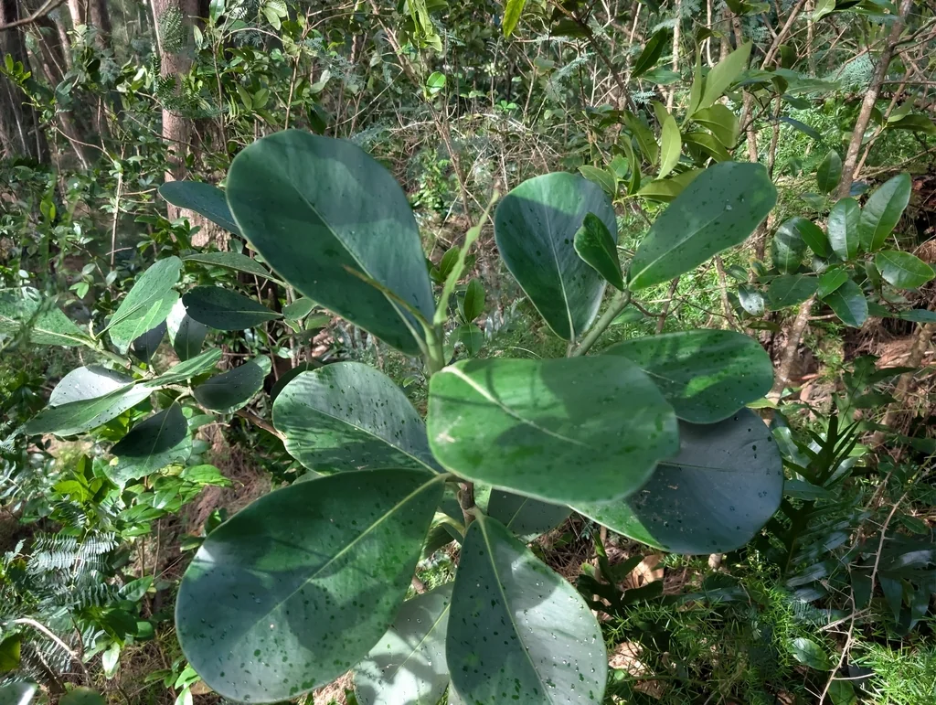 Clusia rosea