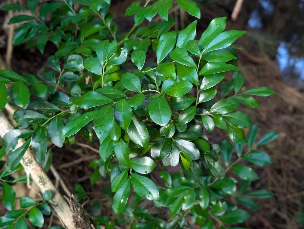 Murraya Paniculata