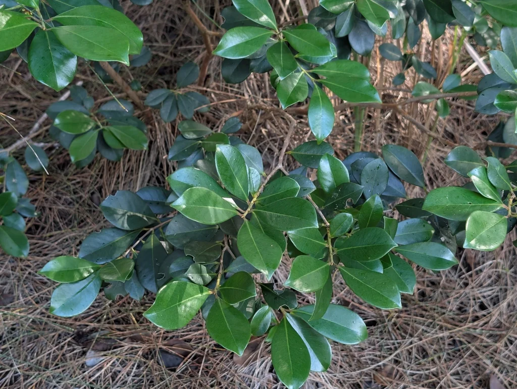 Psidium Cattleianum