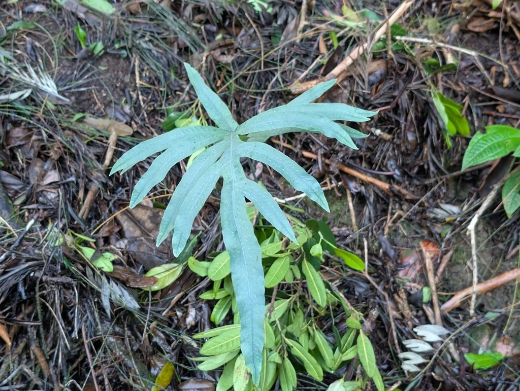 Phlebodium Aureum
