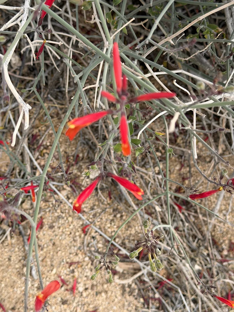 Justicia Californica
