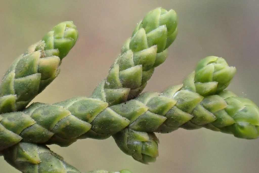 Juniperus Californica